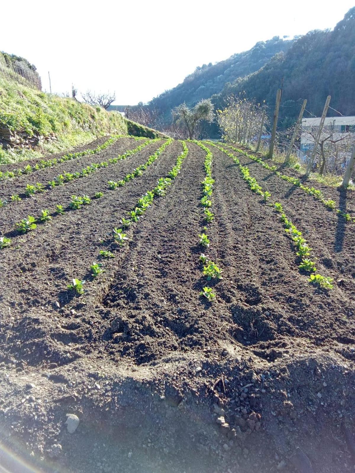 Agriturismo Cele Celle Ligure Exterior photo